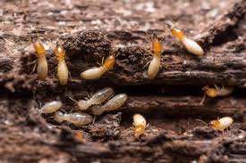 Termite Image 4
